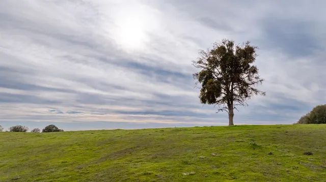 a view of an ocean from a yard