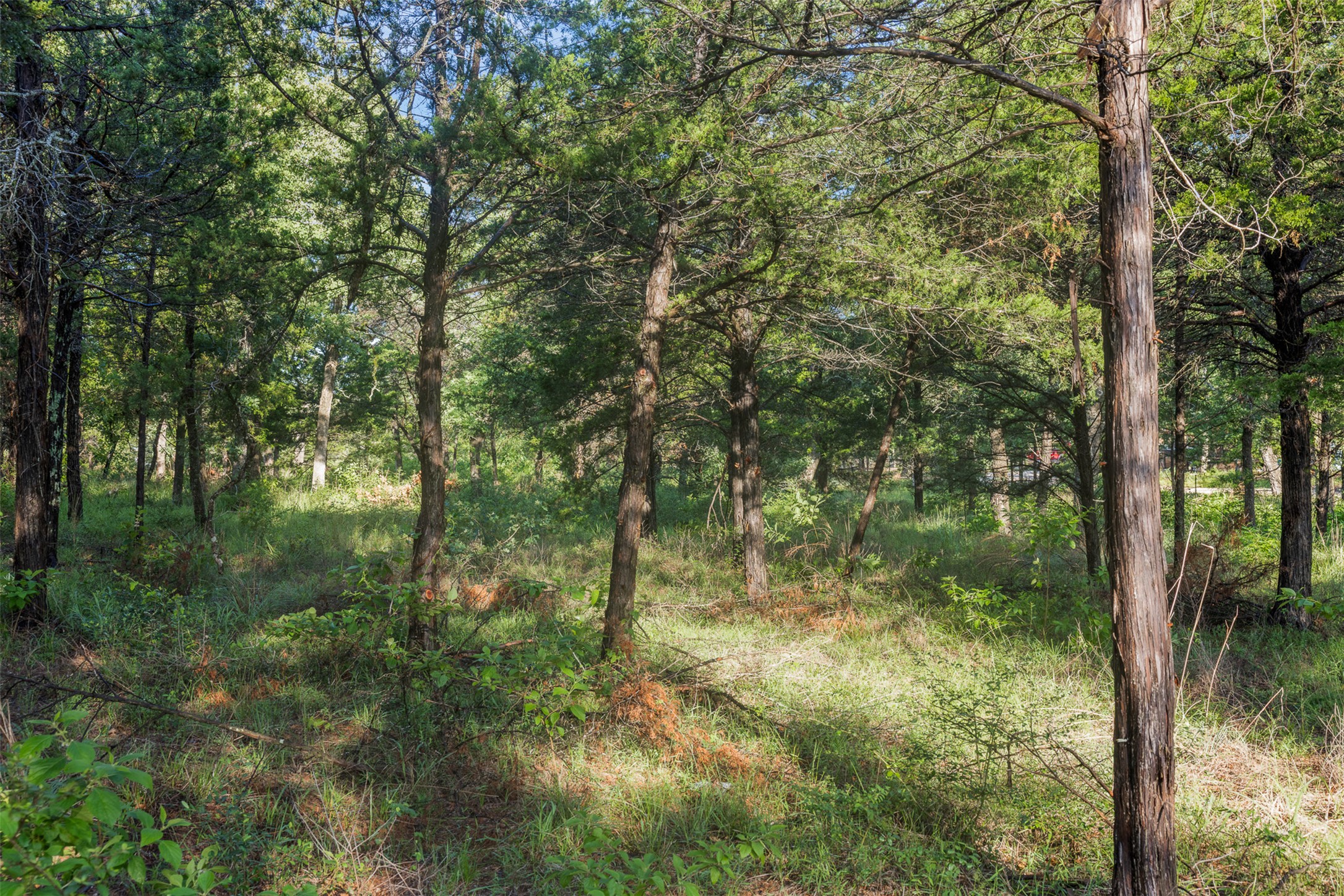 Tbd Lincoln Lake Road Paige, TX 78659 - Photo 11 of 29 a view of a forest with trees
