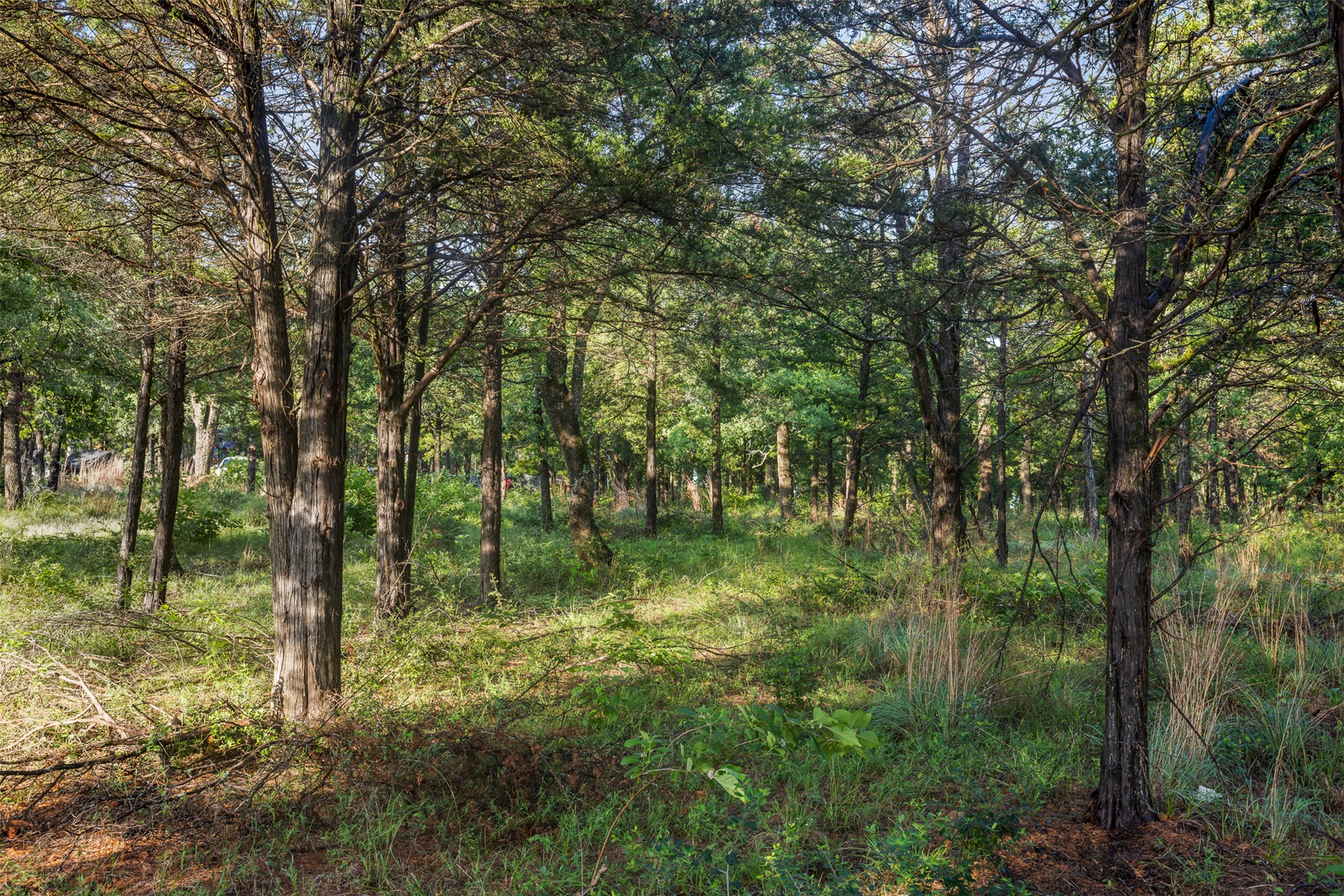 Tbd Lincoln Lake Road Paige, TX 78659 - Photo 10 of 29 a backyard of a house with lots of green space and trees