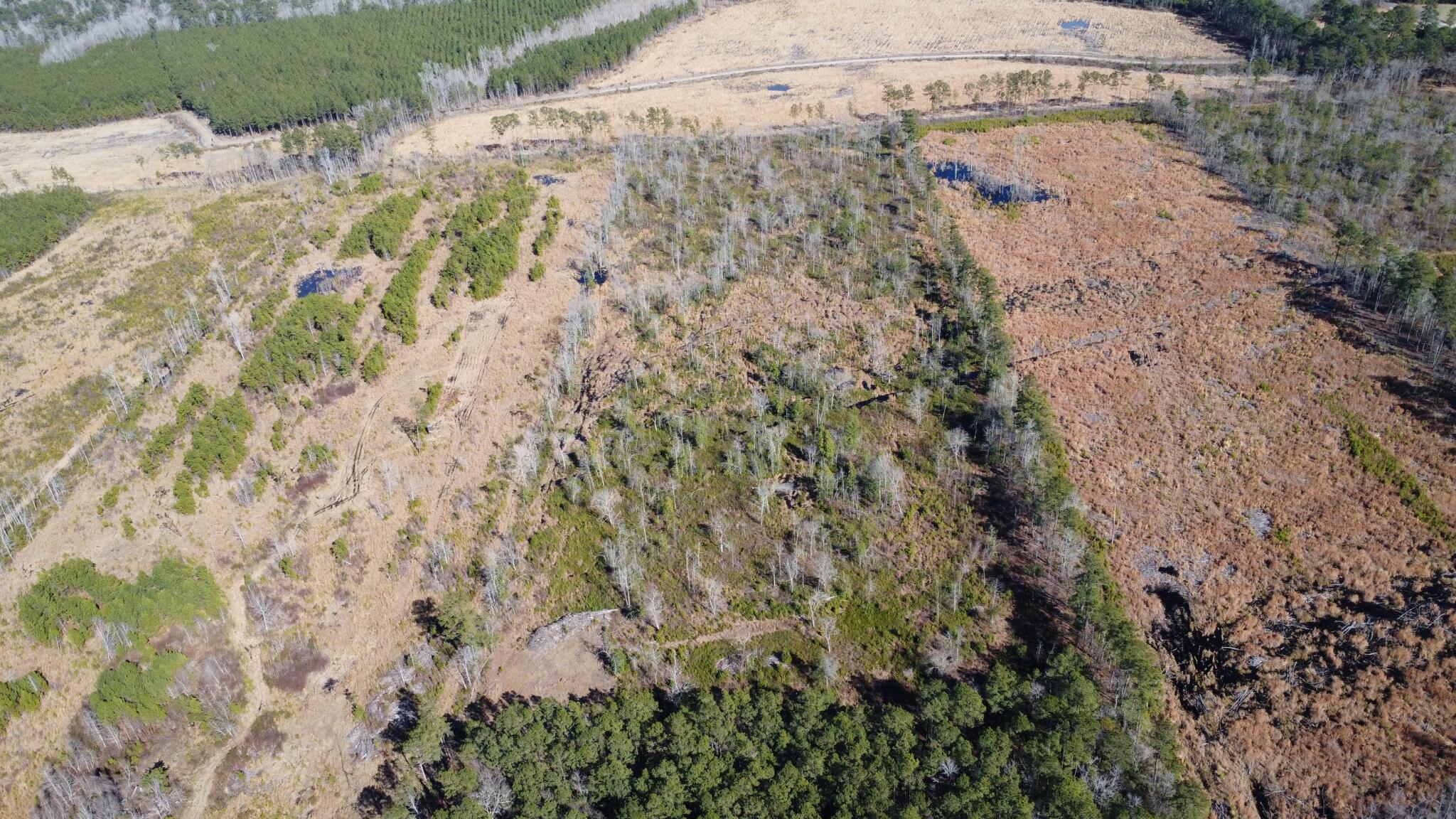 0 Epps Road Manning, SC 29102 - Photo 4 of 20 Gallery Image 4