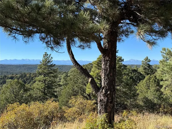 a view of a tree