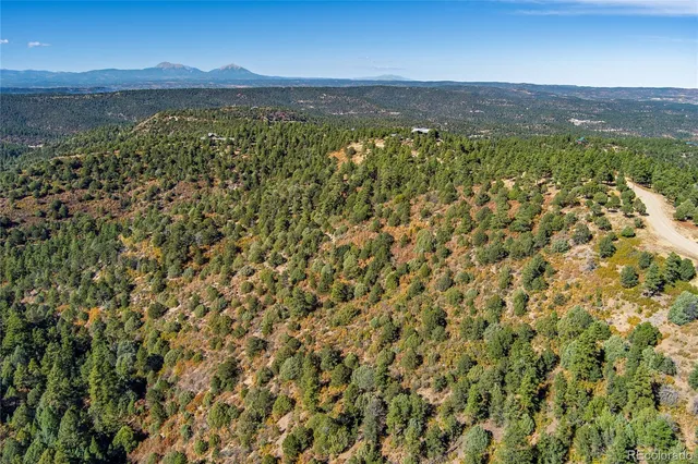 a close up of a plant