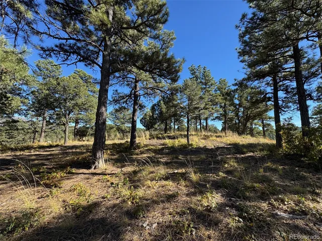a view of yard with trees