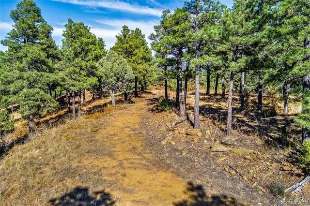 a view of a tree in a yard