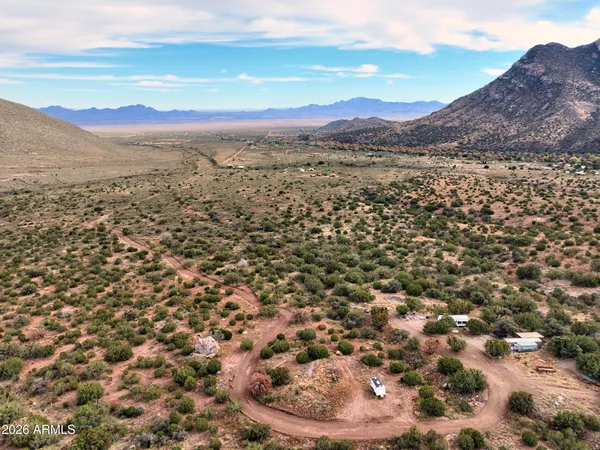 a view of a large tree