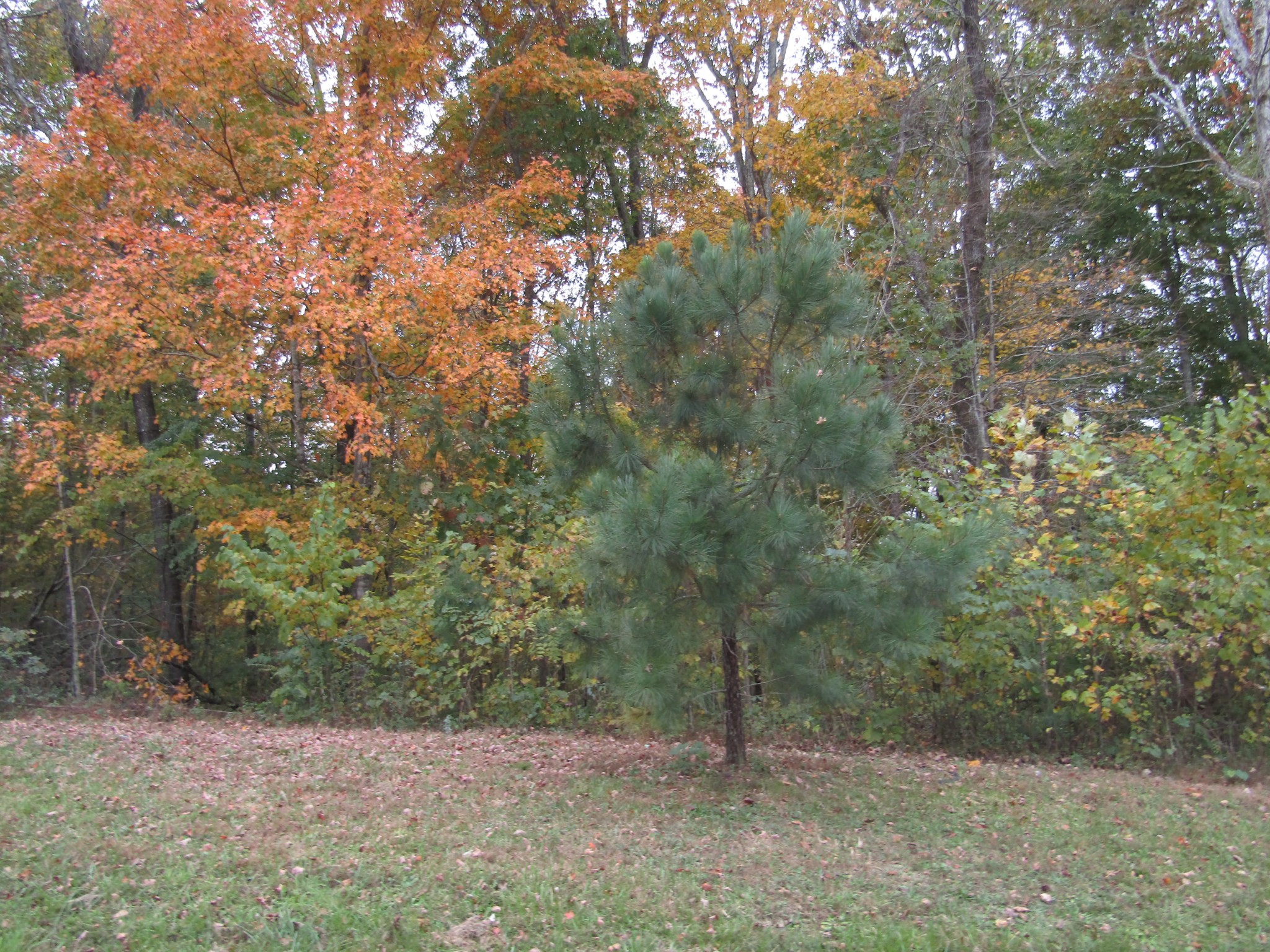 11 Turkey Town Road Hilham, TN 38568 - Photo 1 of 31 Gallery Image 1