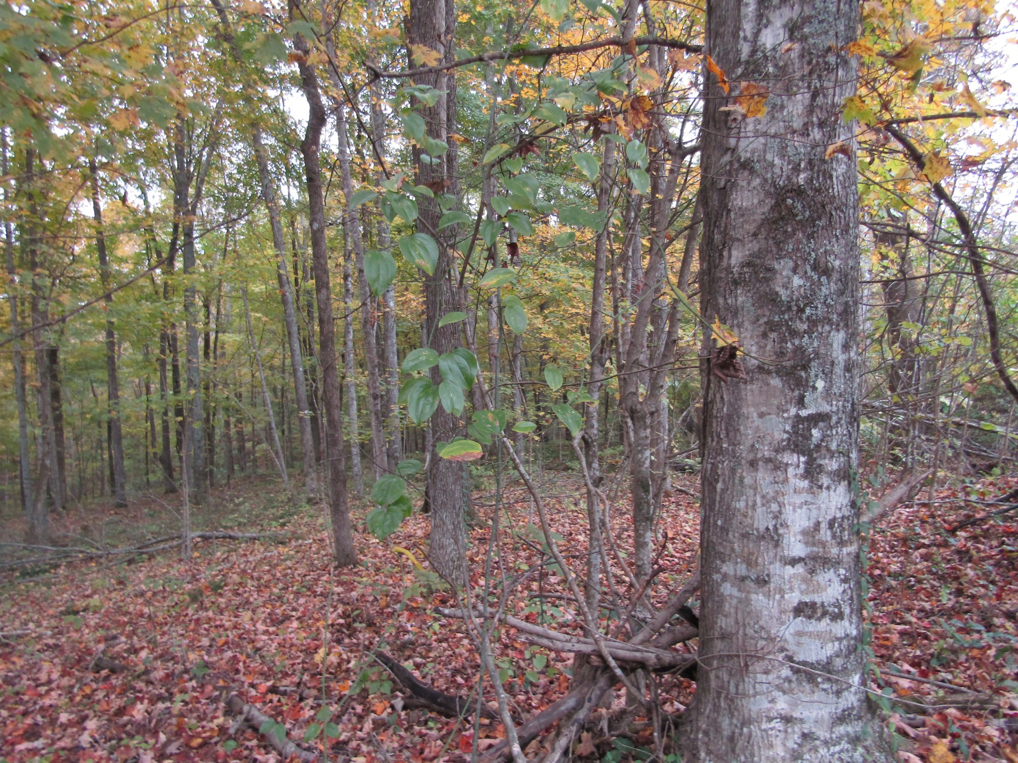11 Turkey Town Road Hilham, TN 38568 - Photo 12 of 31 Gallery Image 12