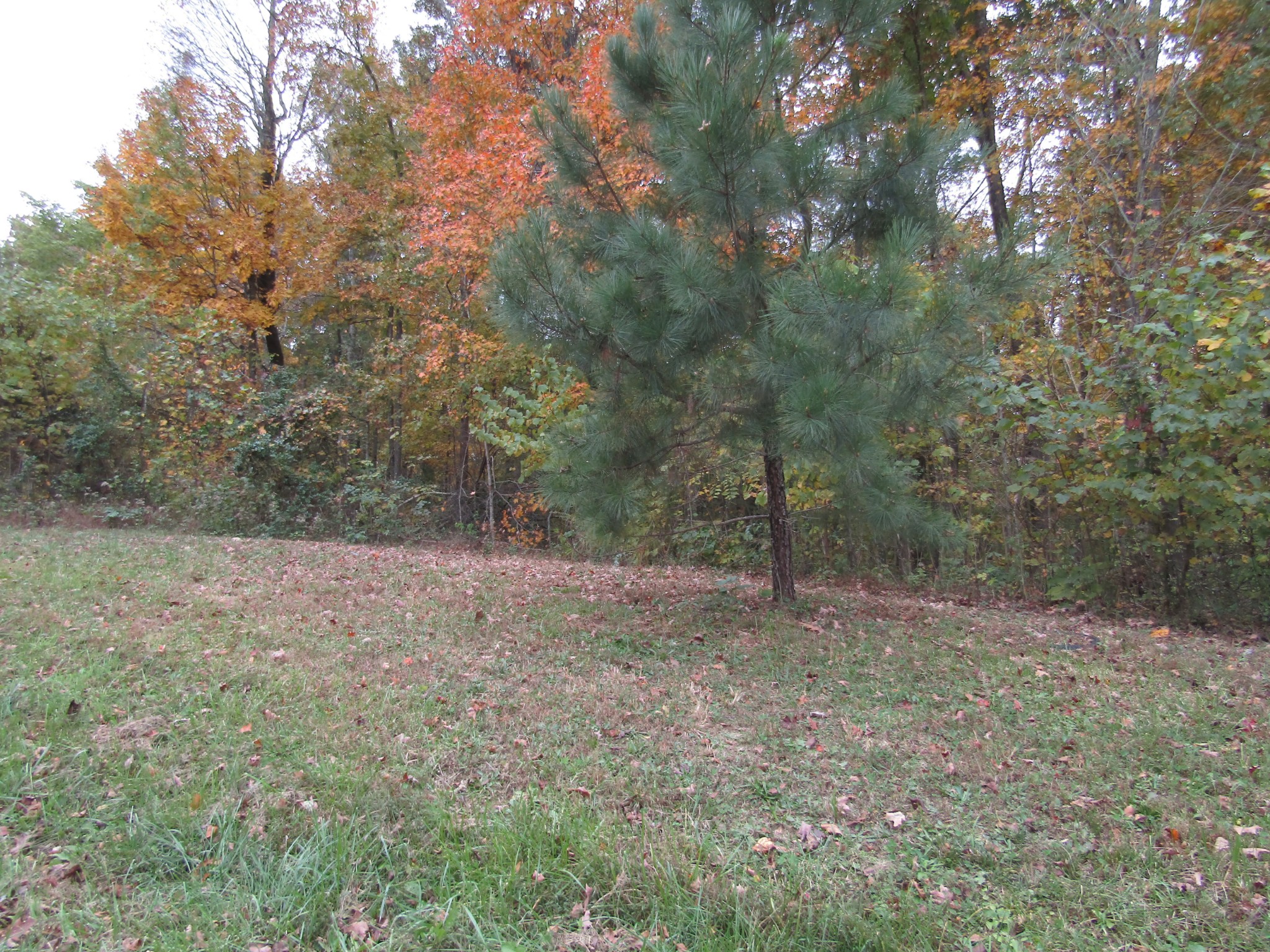 11 Turkey Town Road Hilham, TN 38568 - Photo 13 of 31 Gallery Image 13