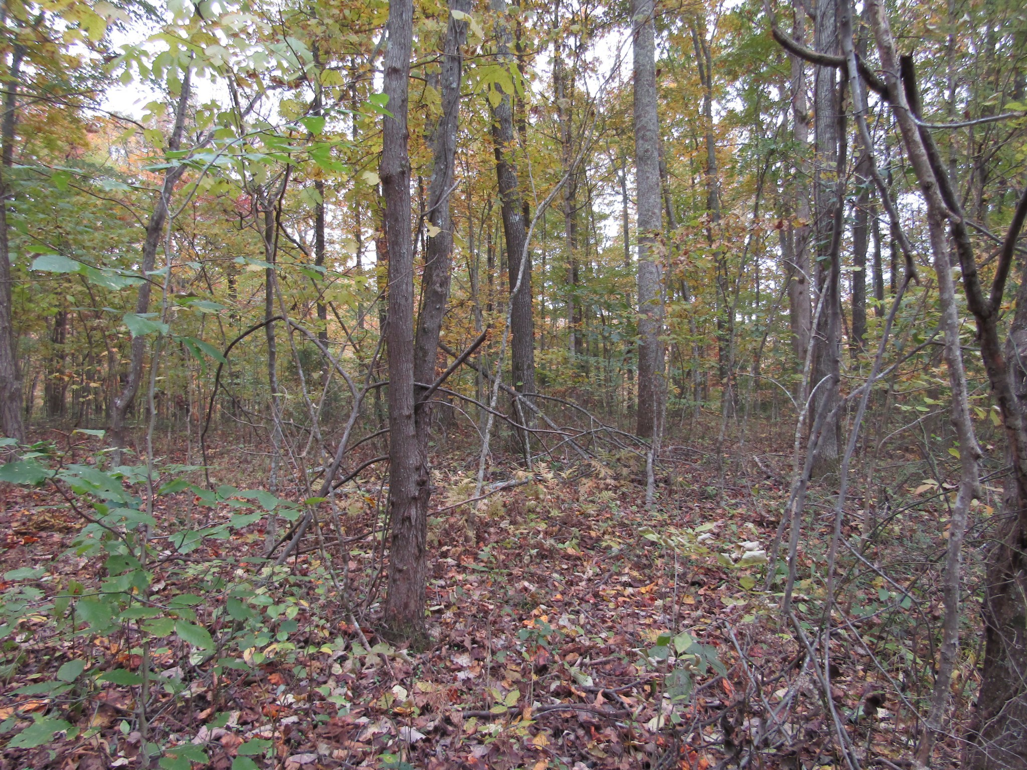 11 Turkey Town Road Hilham, TN 38568 - Photo 15 of 31 Gallery Image 15