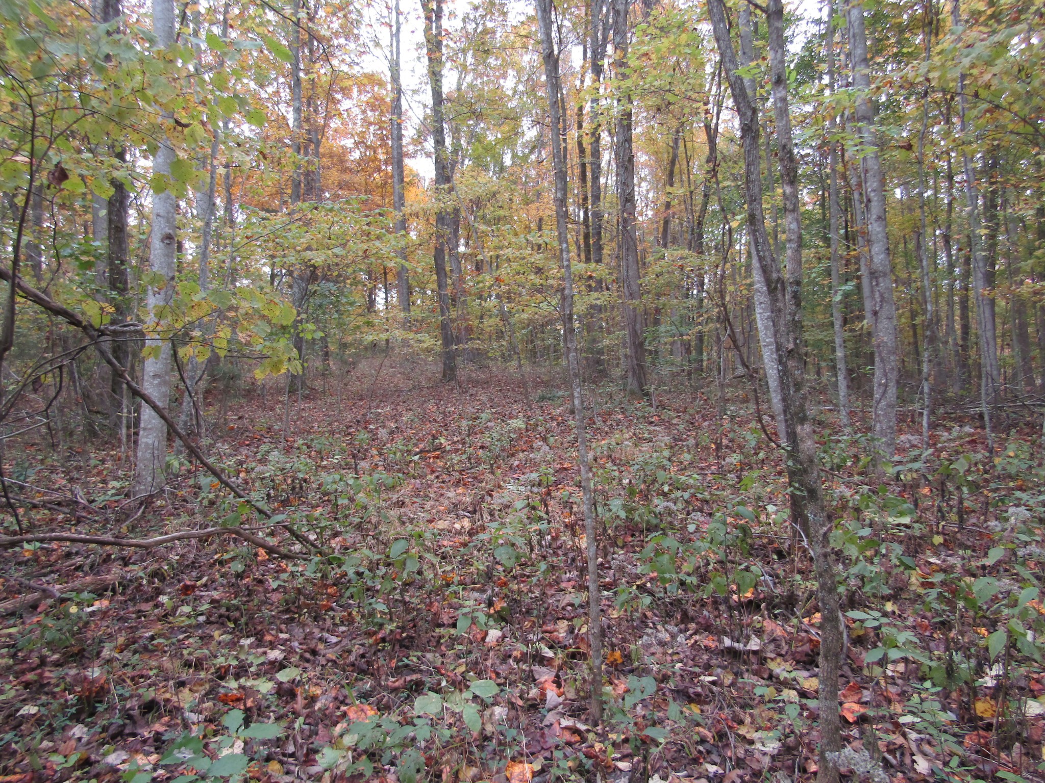 11 Turkey Town Road Hilham, TN 38568 - Photo 16 of 31 Gallery Image 16