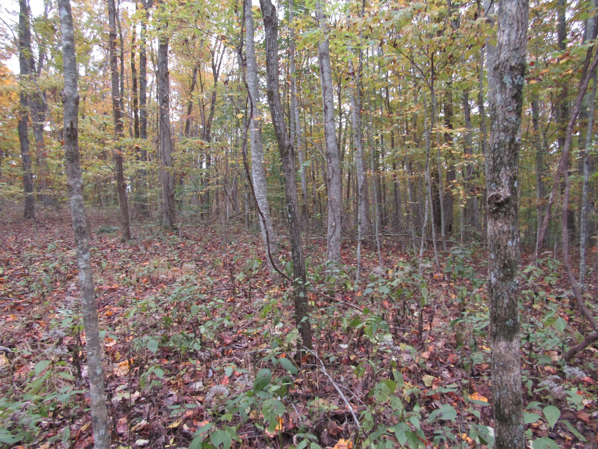 11 Turkey Town Road Hilham, TN 38568 - Photo 17 of 31 Gallery Image 17