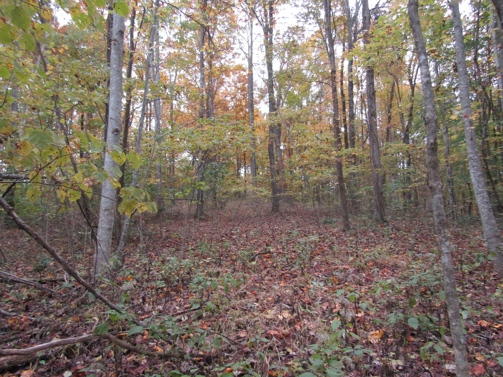 11 Turkey Town Road Hilham, TN 38568 - Photo 18 of 31 Gallery Image 18