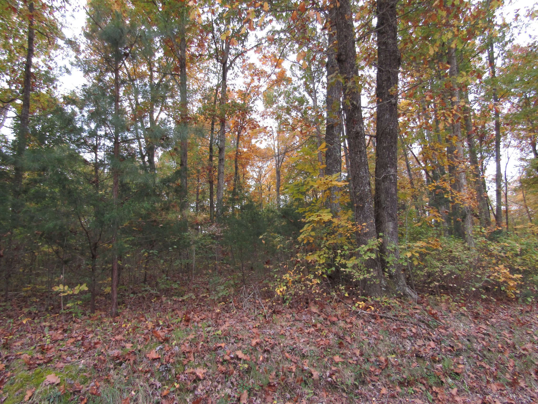 11 Turkey Town Road Hilham, TN 38568 - Photo 3 of 31 Gallery Image 3
