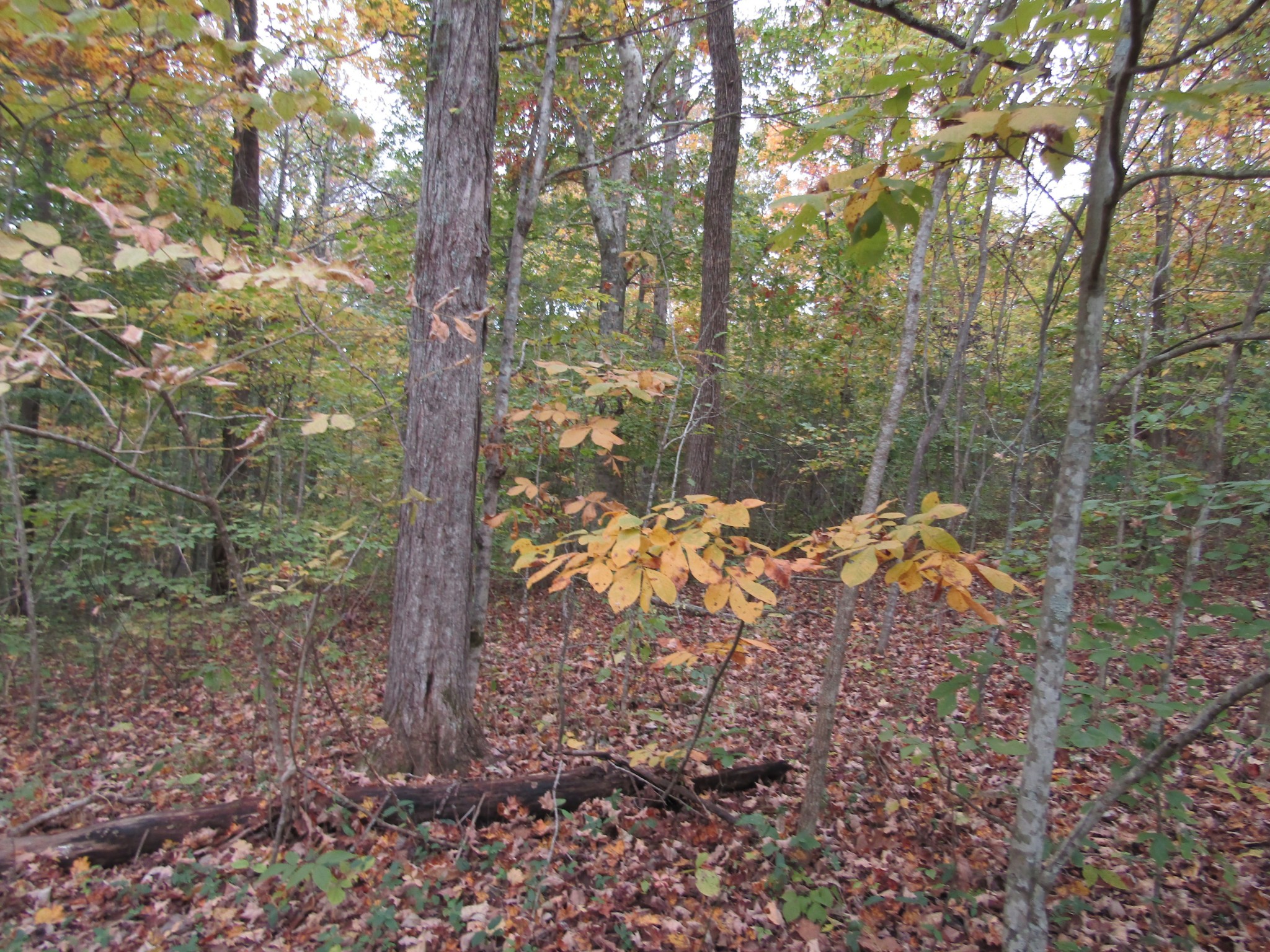 11 Turkey Town Road Hilham, TN 38568 - Photo 23 of 31 Gallery Image 23