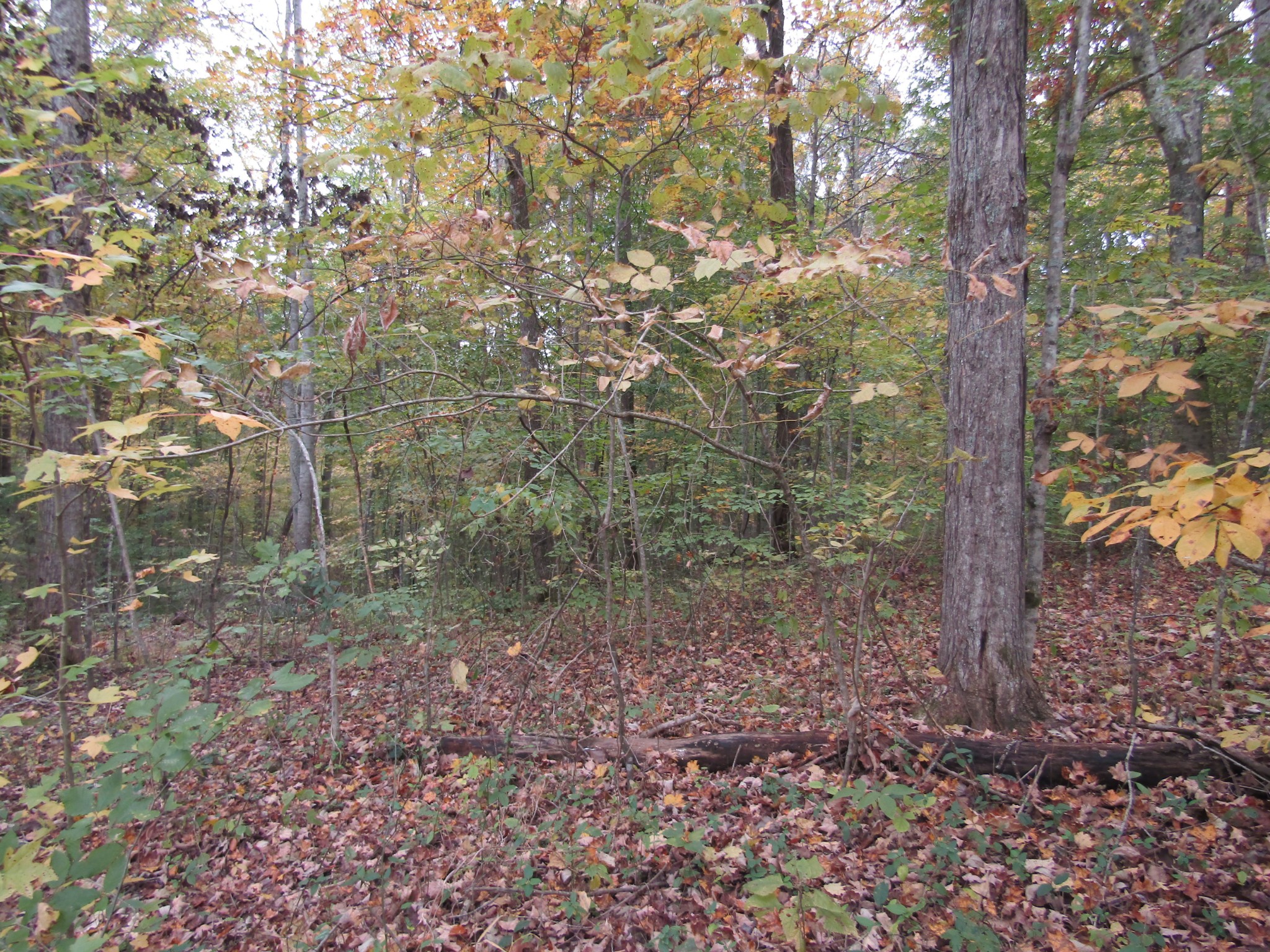 11 Turkey Town Road Hilham, TN 38568 - Photo 25 of 31 Gallery Image 25