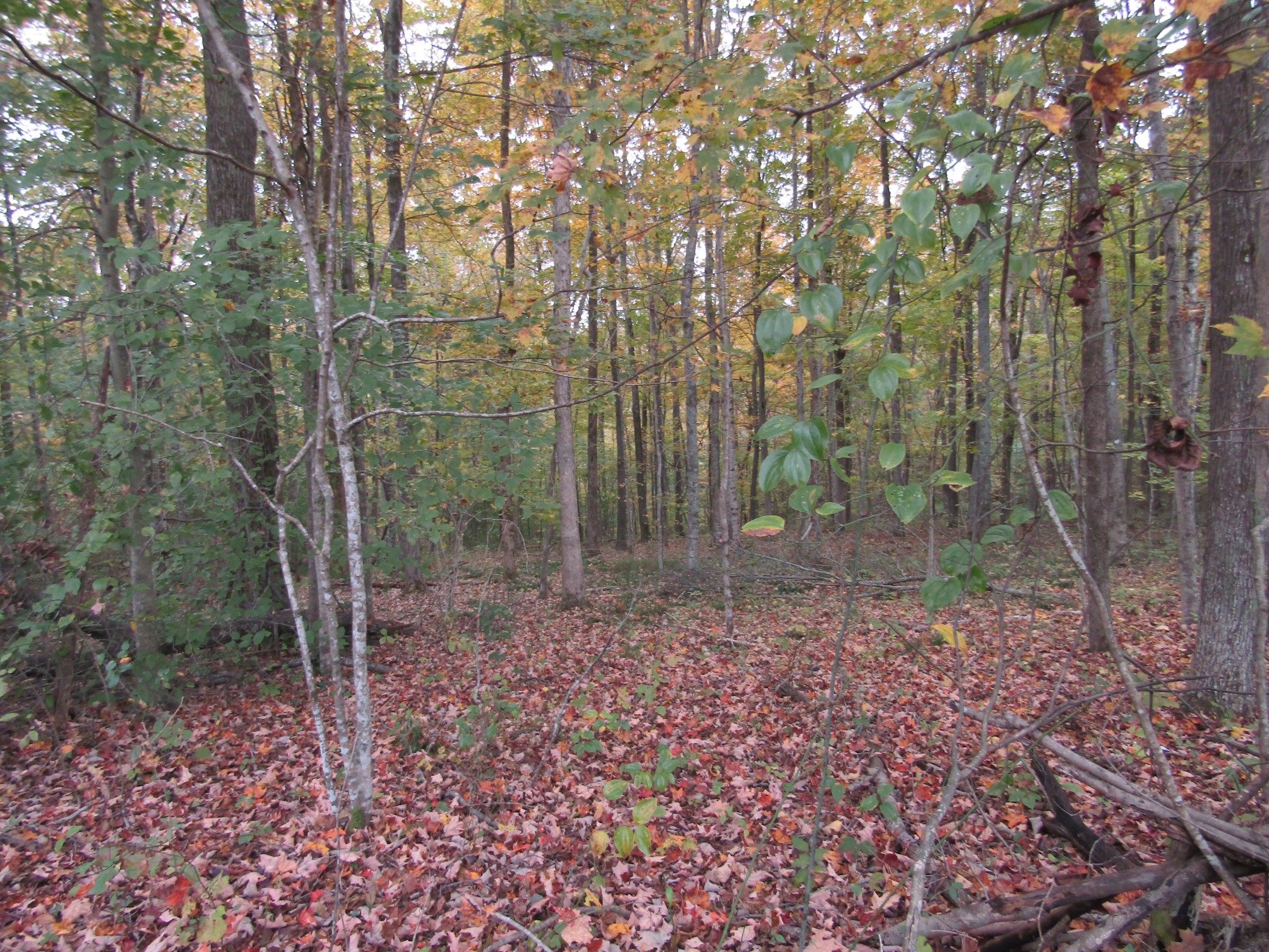 11 Turkey Town Road Hilham, TN 38568 - Photo 27 of 31 Gallery Image 27