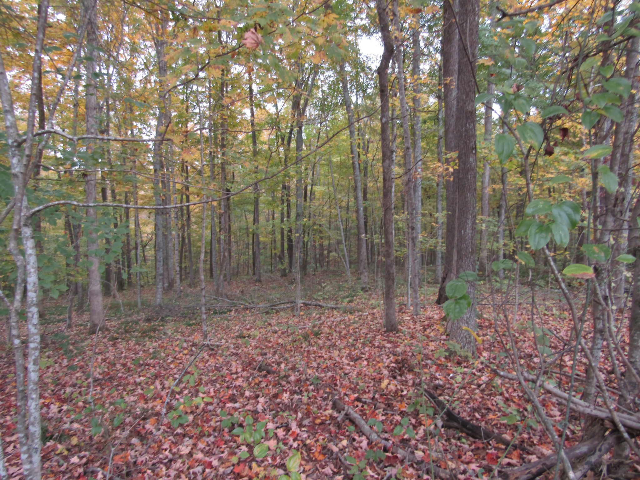 11 Turkey Town Road Hilham, TN 38568 - Photo 28 of 31 Gallery Image 28