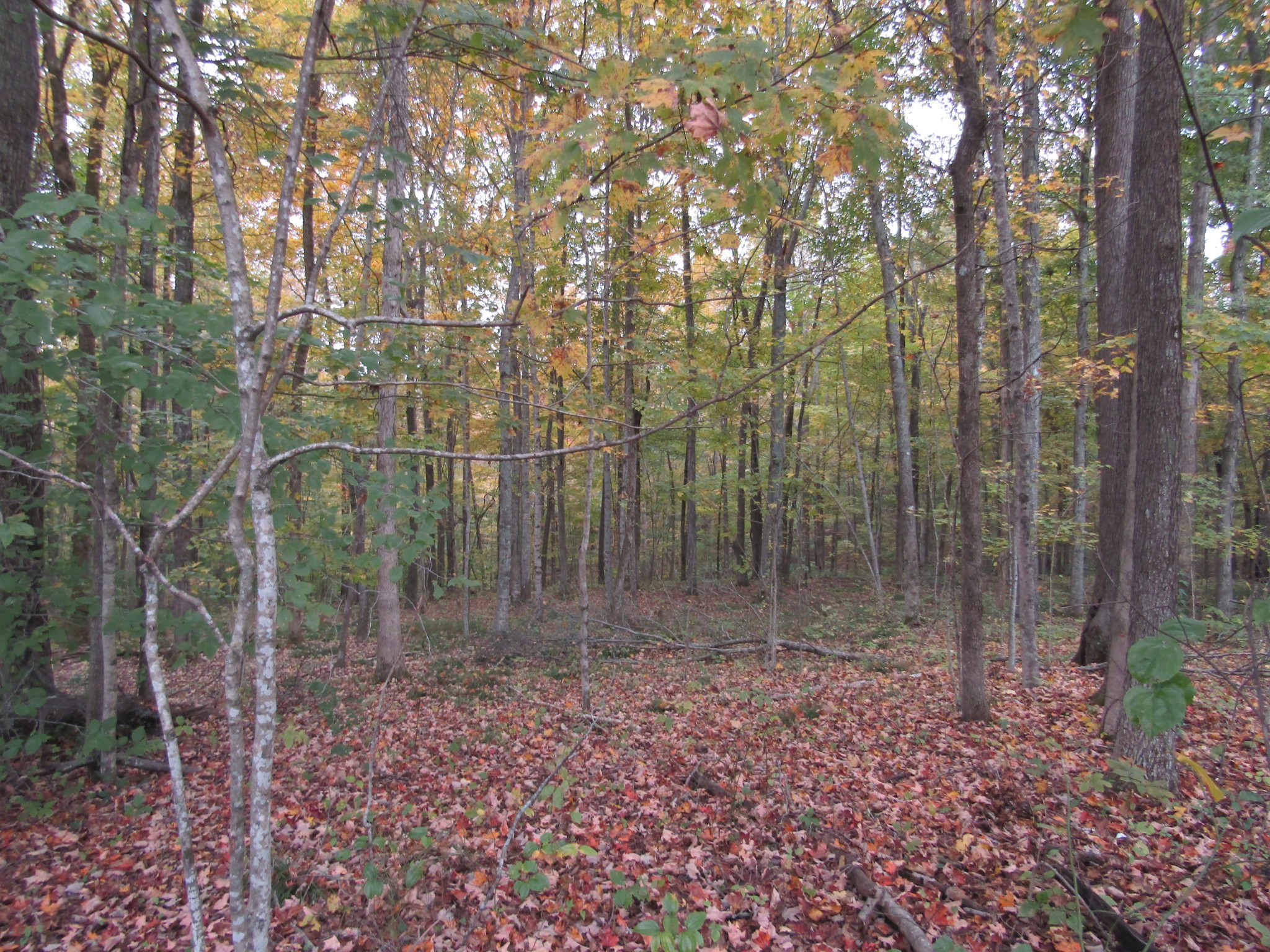 11 Turkey Town Road Hilham, TN 38568 - Photo 29 of 31 Gallery Image 29