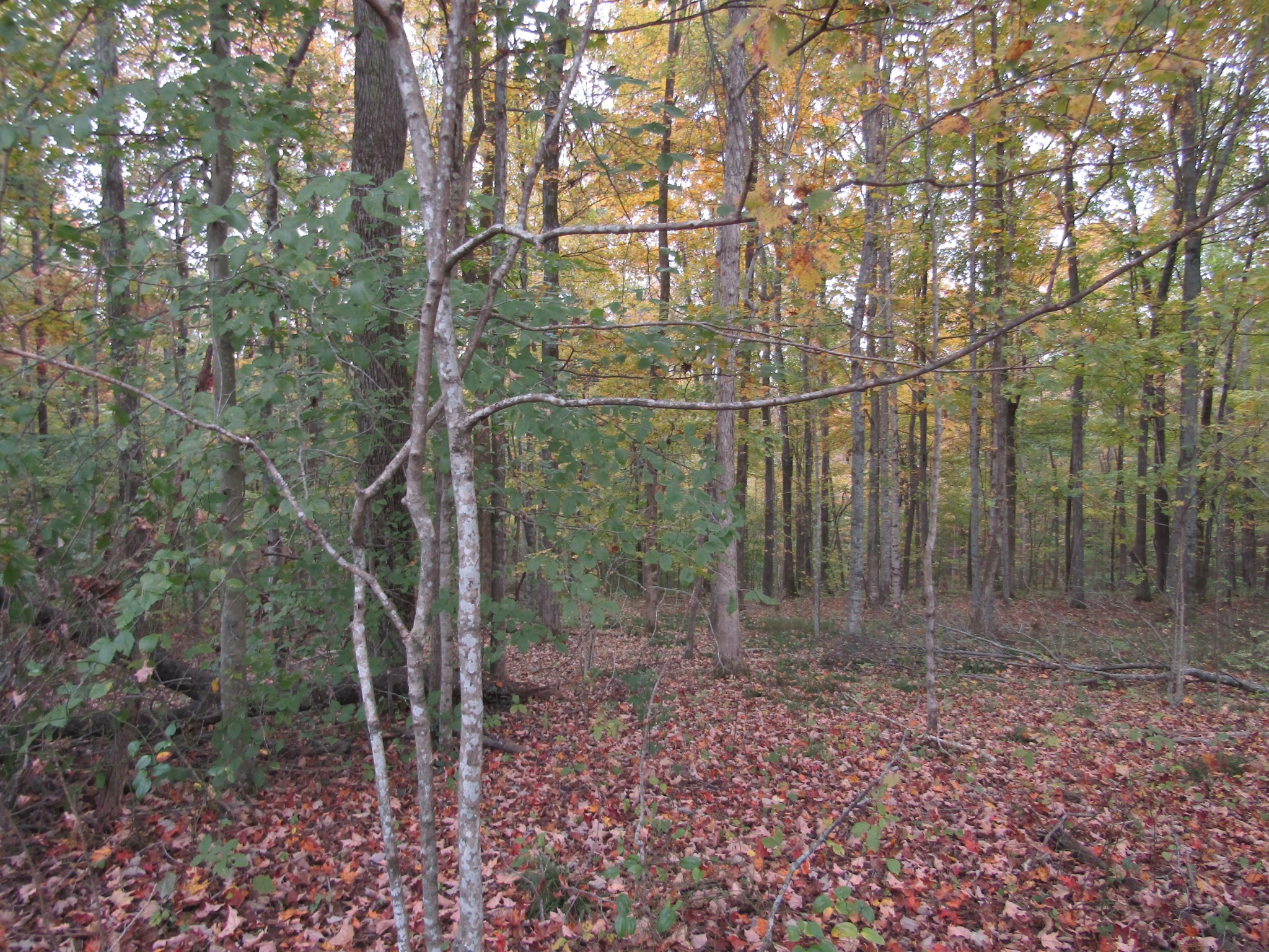 11 Turkey Town Road Hilham, TN 38568 - Photo 30 of 31 Gallery Image 30