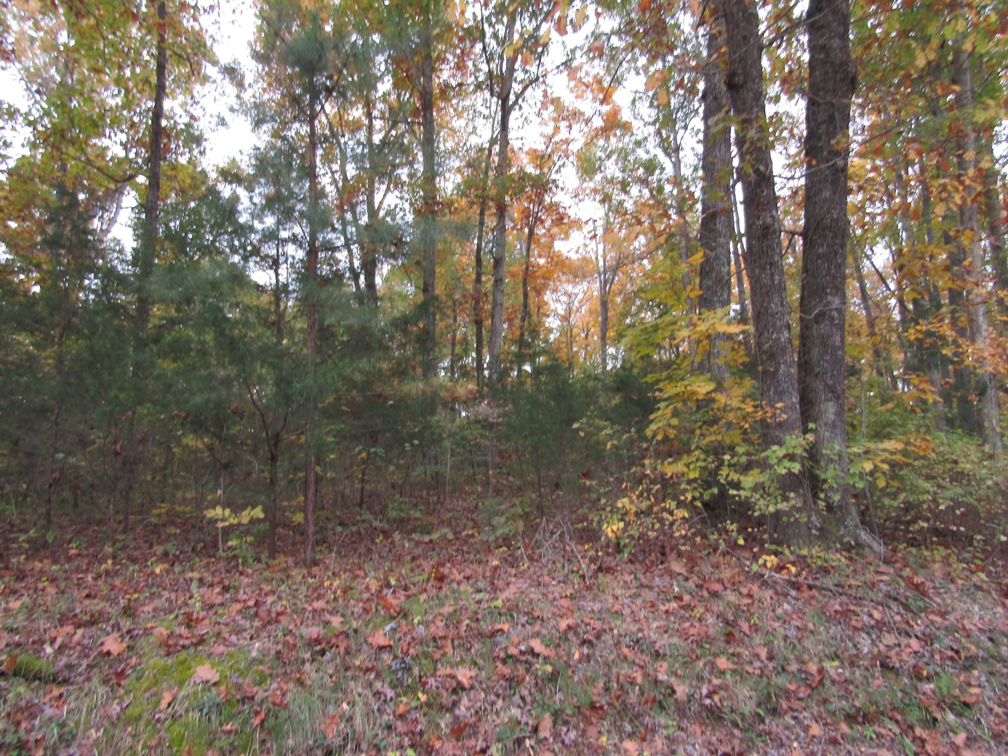 11 Turkey Town Road Hilham, TN 38568 - Photo 4 of 31 Gallery Image 4