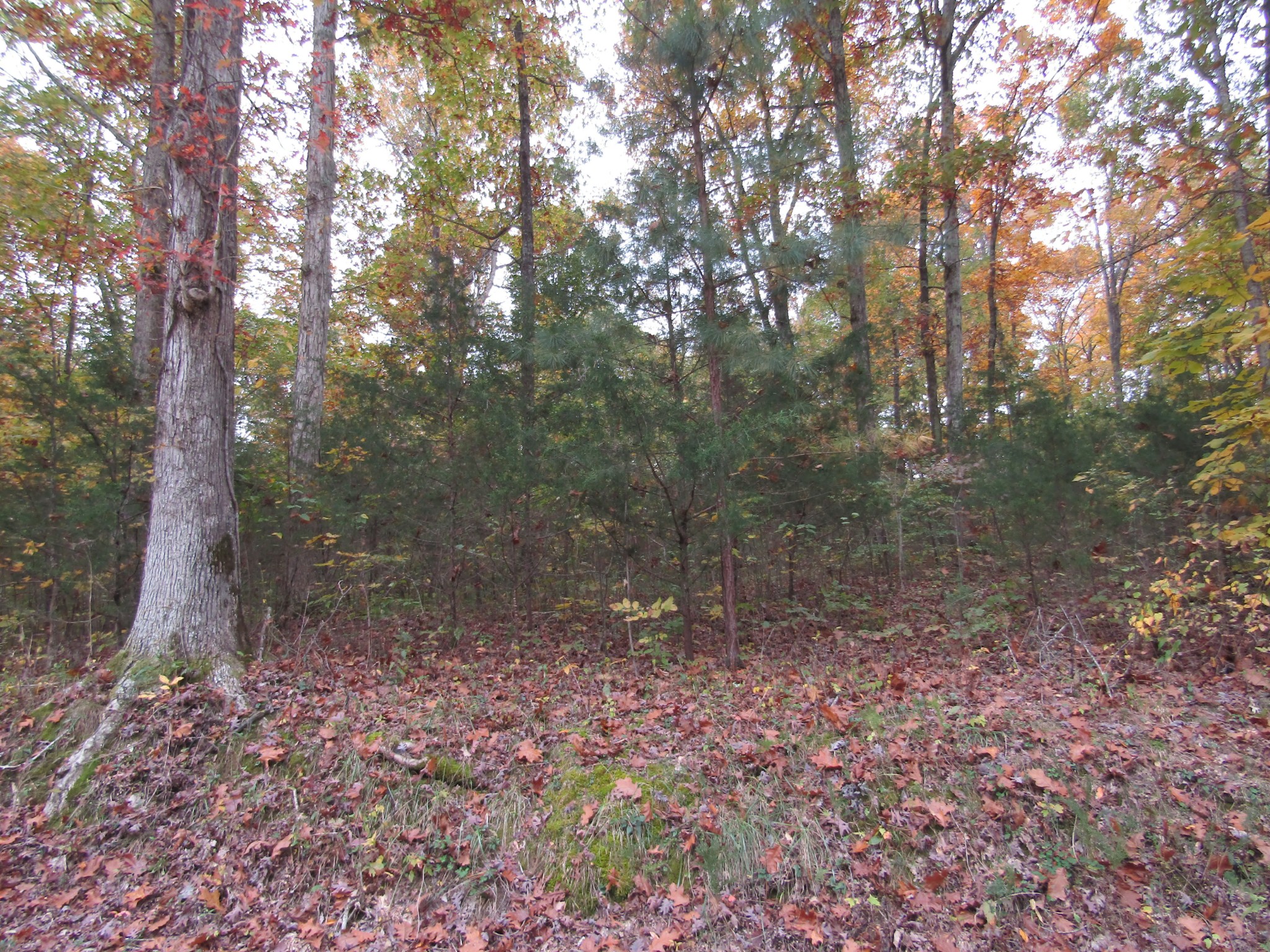 11 Turkey Town Road Hilham, TN 38568 - Photo 5 of 31 Gallery Image 5