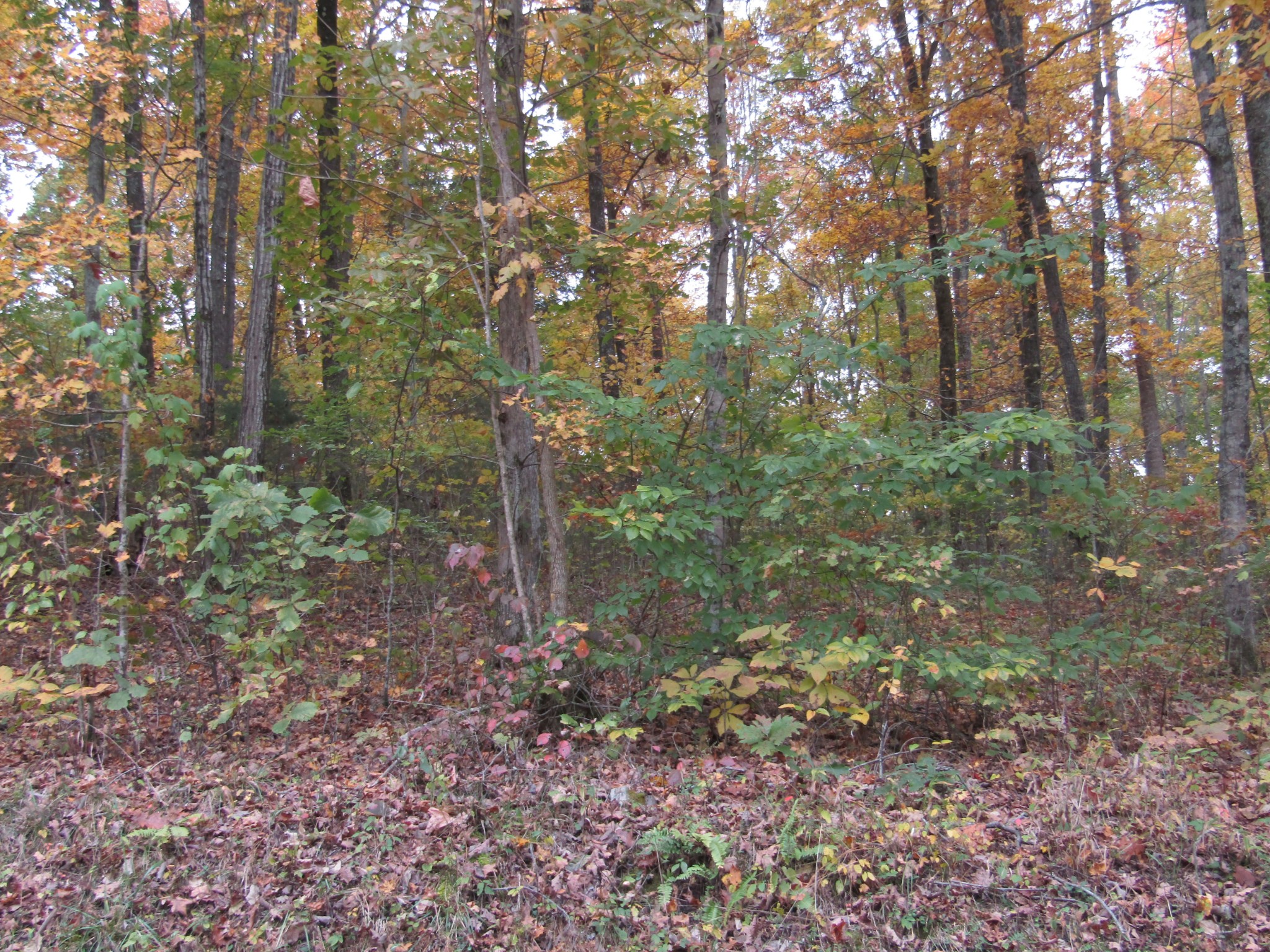 11 Turkey Town Road Hilham, TN 38568 - Photo 6 of 31 Gallery Image 6