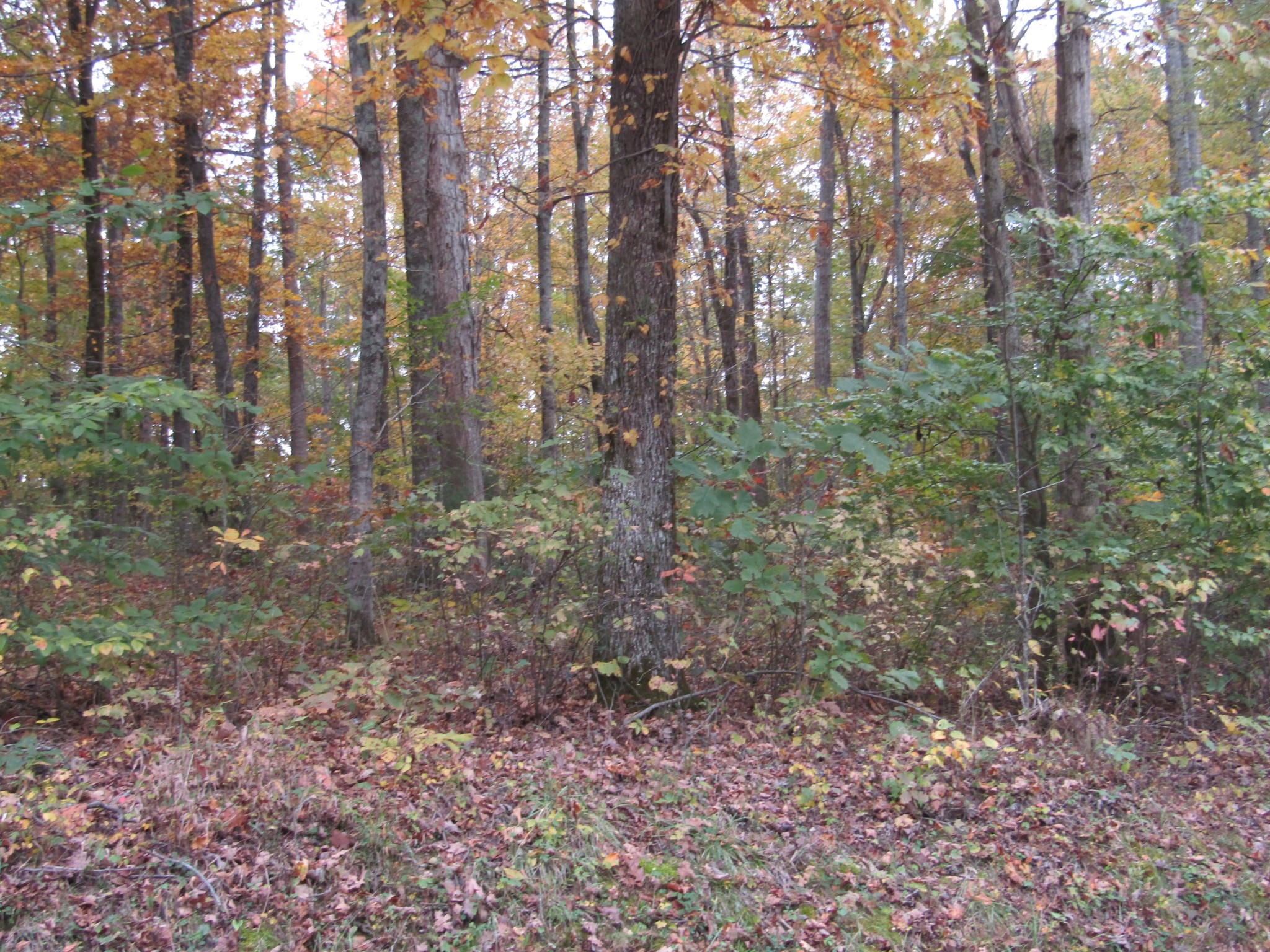 11 Turkey Town Road Hilham, TN 38568 - Photo 7 of 31 Gallery Image 7