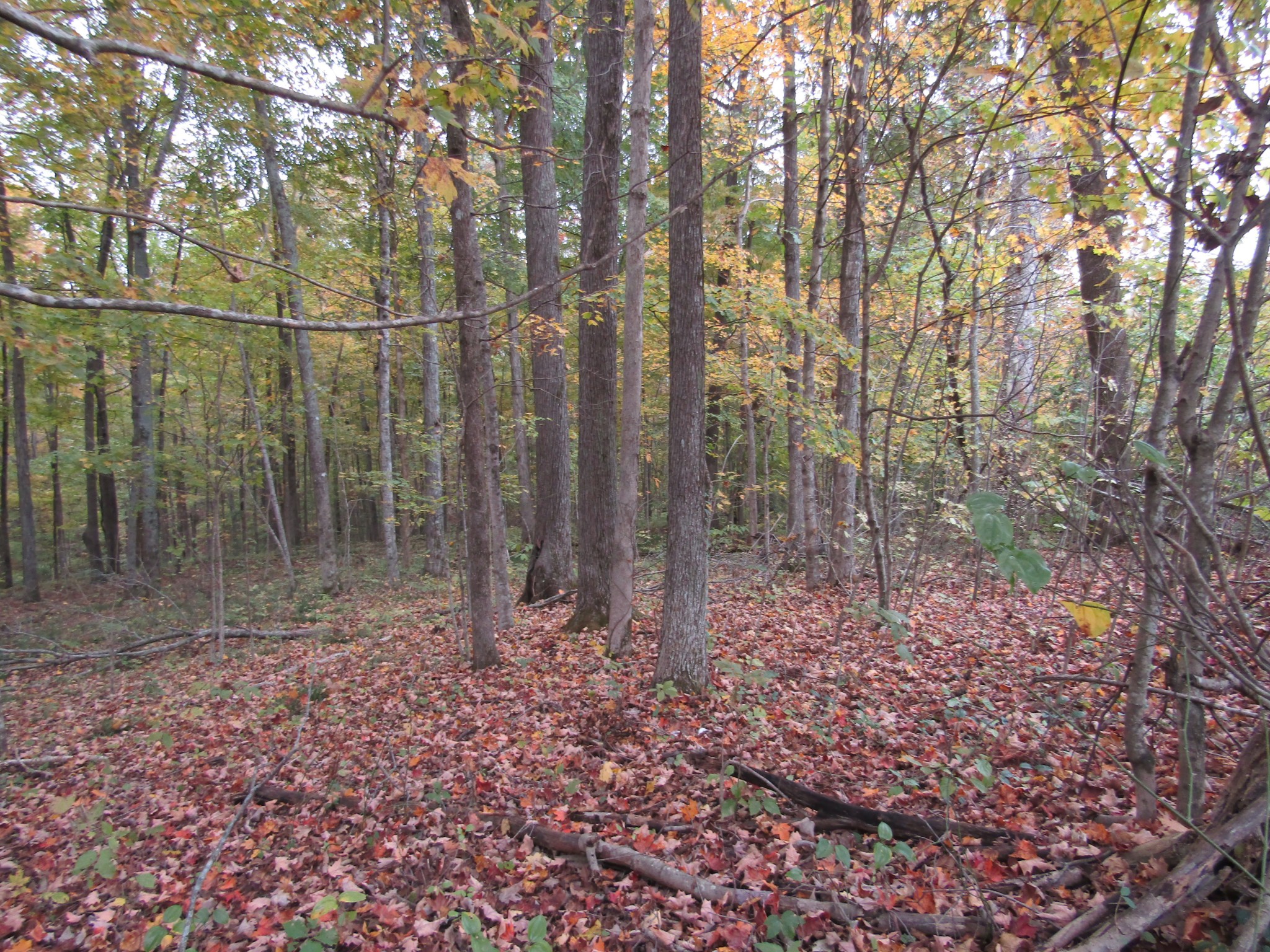 11 Turkey Town Road Hilham, TN 38568 - Photo 8 of 31 Gallery Image 8