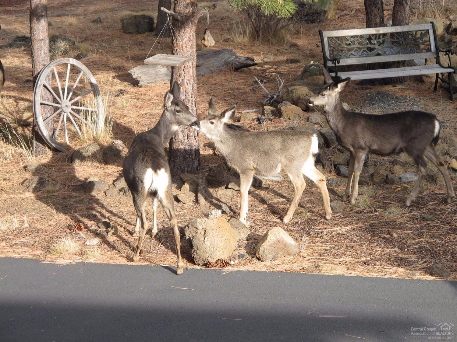 60301 Woodside Loop Bend, OR 97702 - Photo 20 of 22 Just a Few of the Neighborhood Guests...