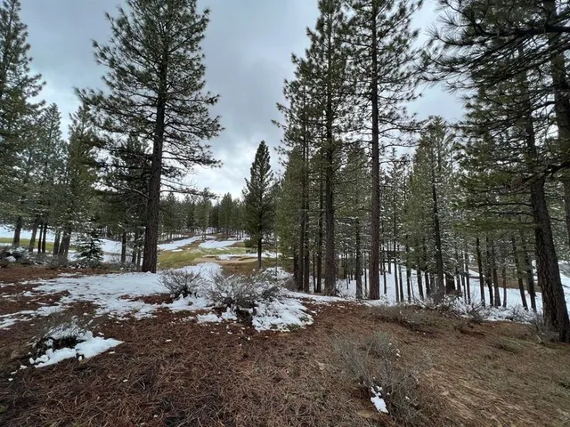 a view of a yard with trees