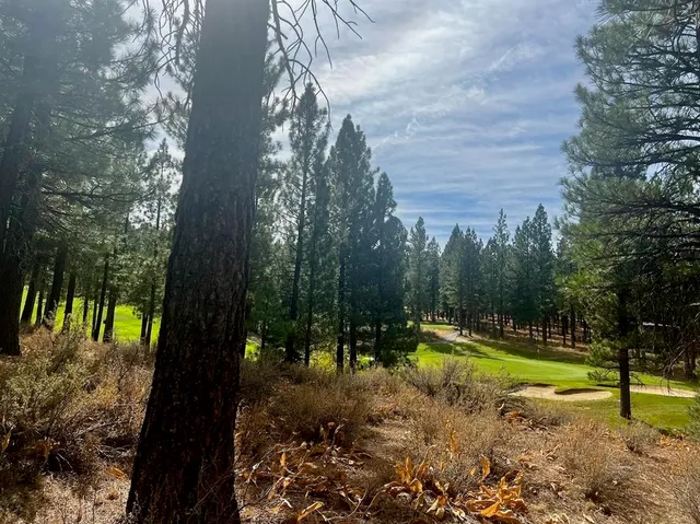 a view of a park with large trees
