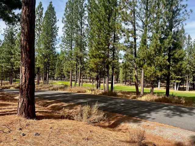 a view of a yard with large trees