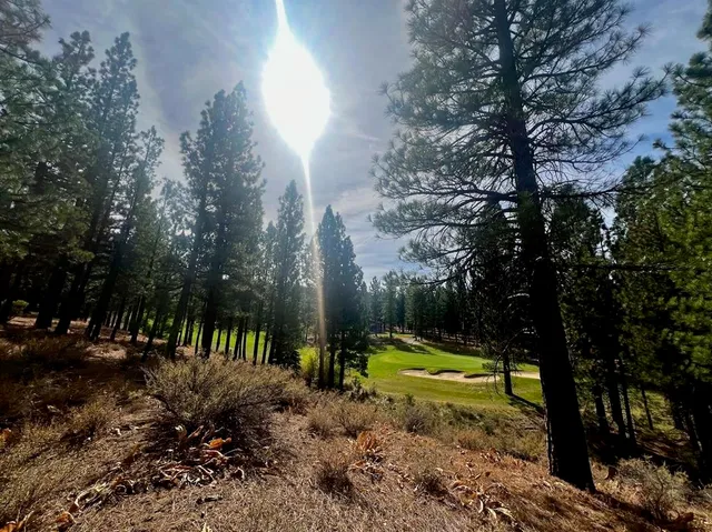 a view of a park with large trees