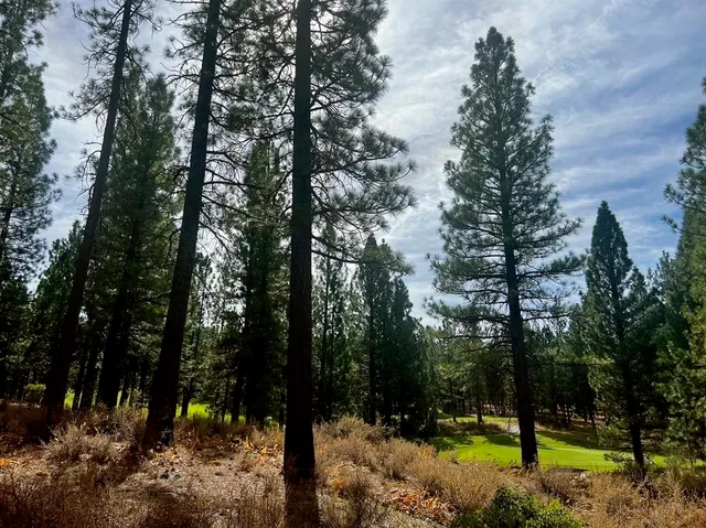 a view of a forest that has a tree