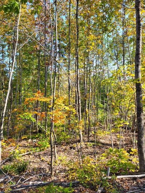 Lot 7-3 Brown Road Oakfield, ME 04763 - Photo 18 of 21 6444987287561260429