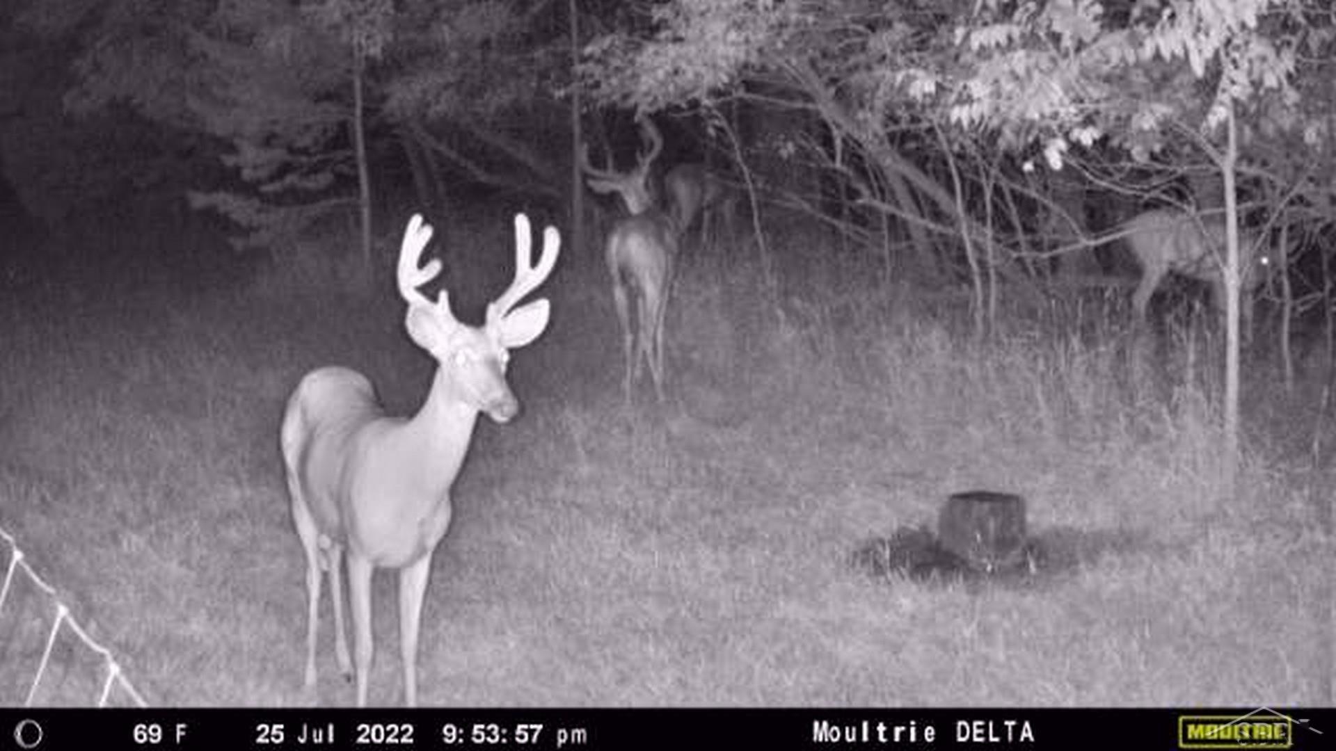 3175 South Meridian Road Merrill, MI 48637 - Photo 24 of 78 Recent visitor great hunting on property