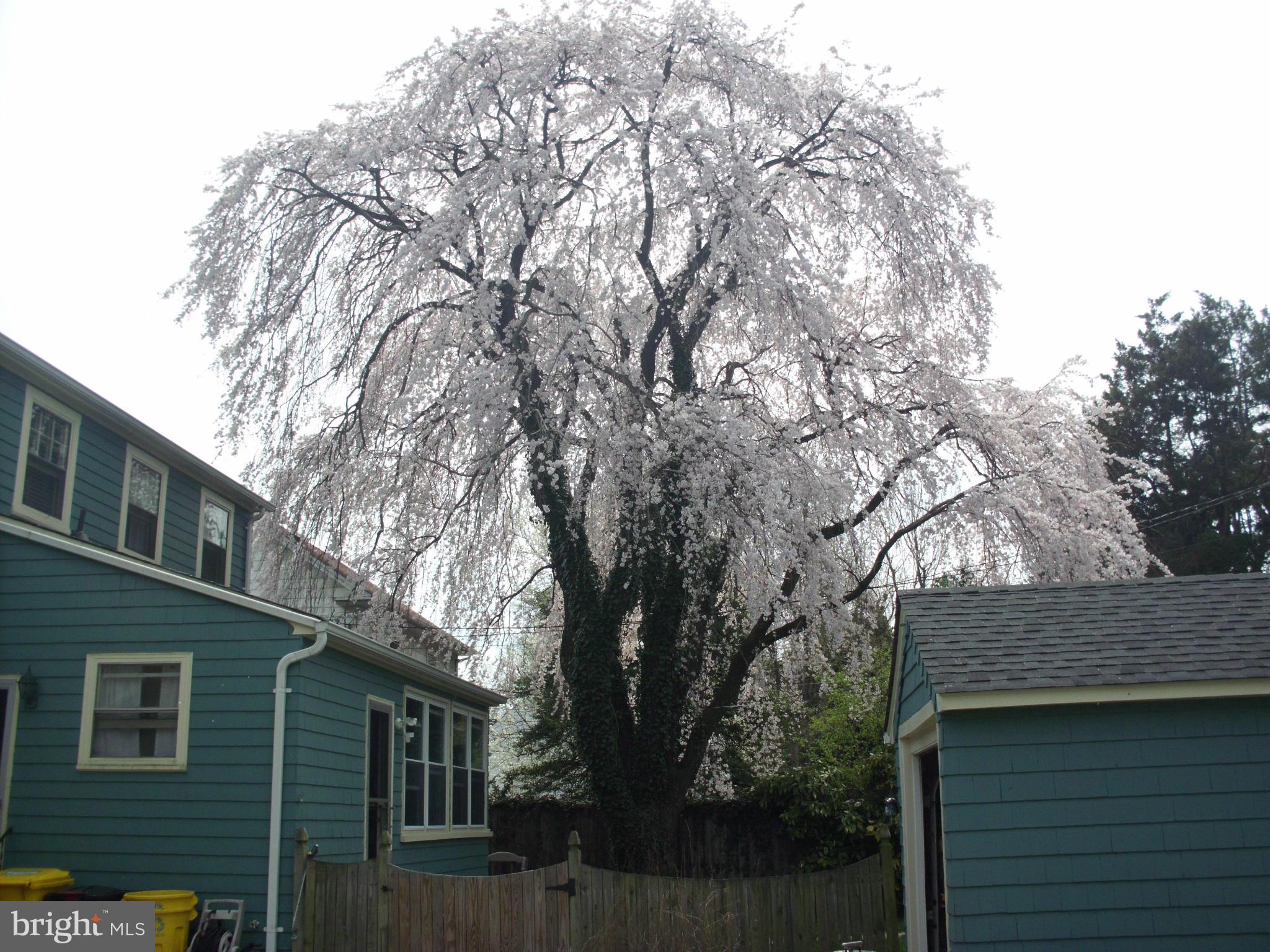 118 Homewood Road Linthicum, MD 21090 - Photo 14 of 18 Beautiful Dogwood Tree