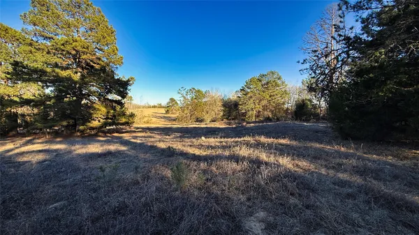 a view of a yard with large trees