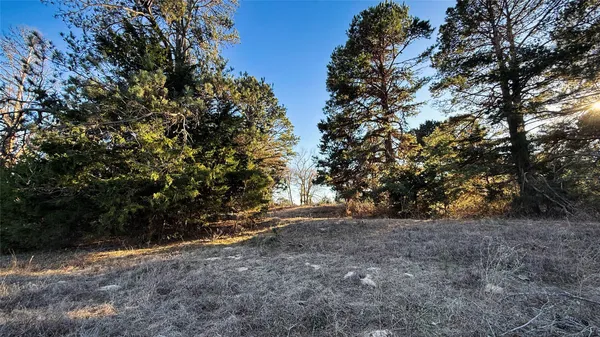 a view of a forest with trees in the background
