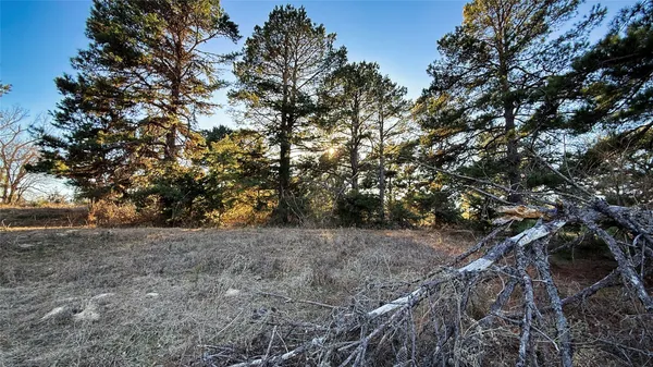 a view of a yard with trees