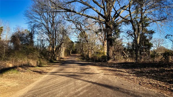 a view of a trees with a tree