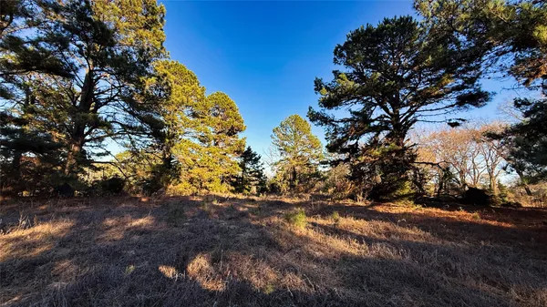 a view of dirt yard with a large tree