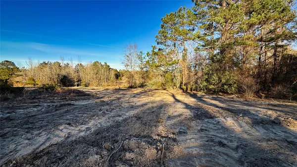 a view of road with large trees