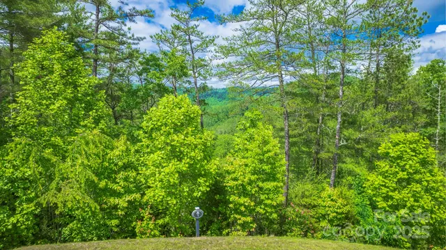 a view of a lush green forest