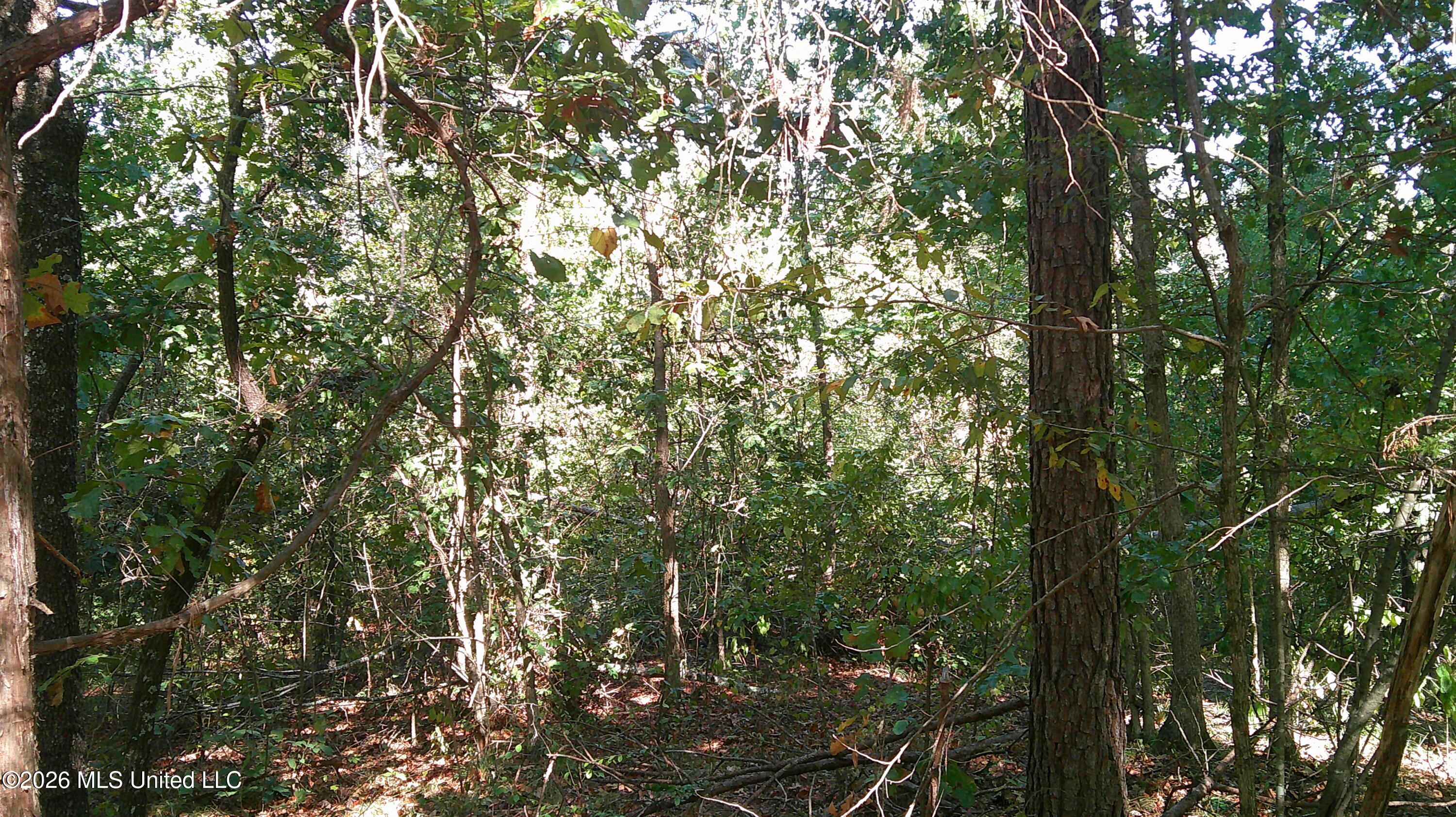 0 Joiner Road Batesville, MS 38606 - Photo 5 of 7 DSCF0630