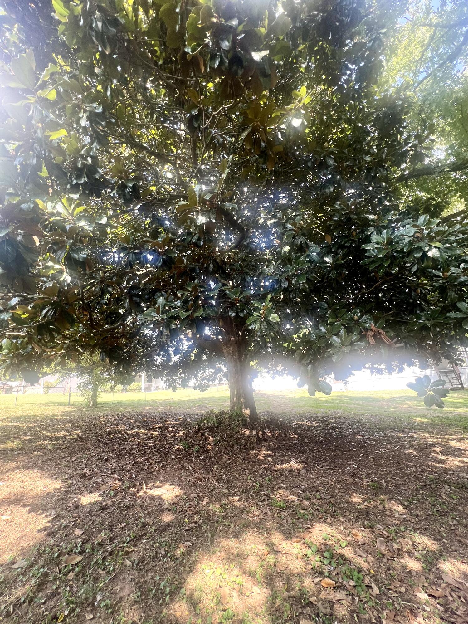 354 Burning Bush Road Ringgold, GA 30736 - Photo 40 of 49 Gorgeous mature trees