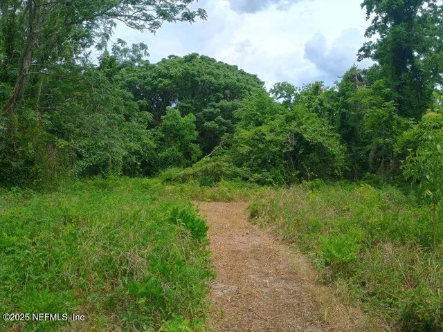 a view of a yard with plants and a tree