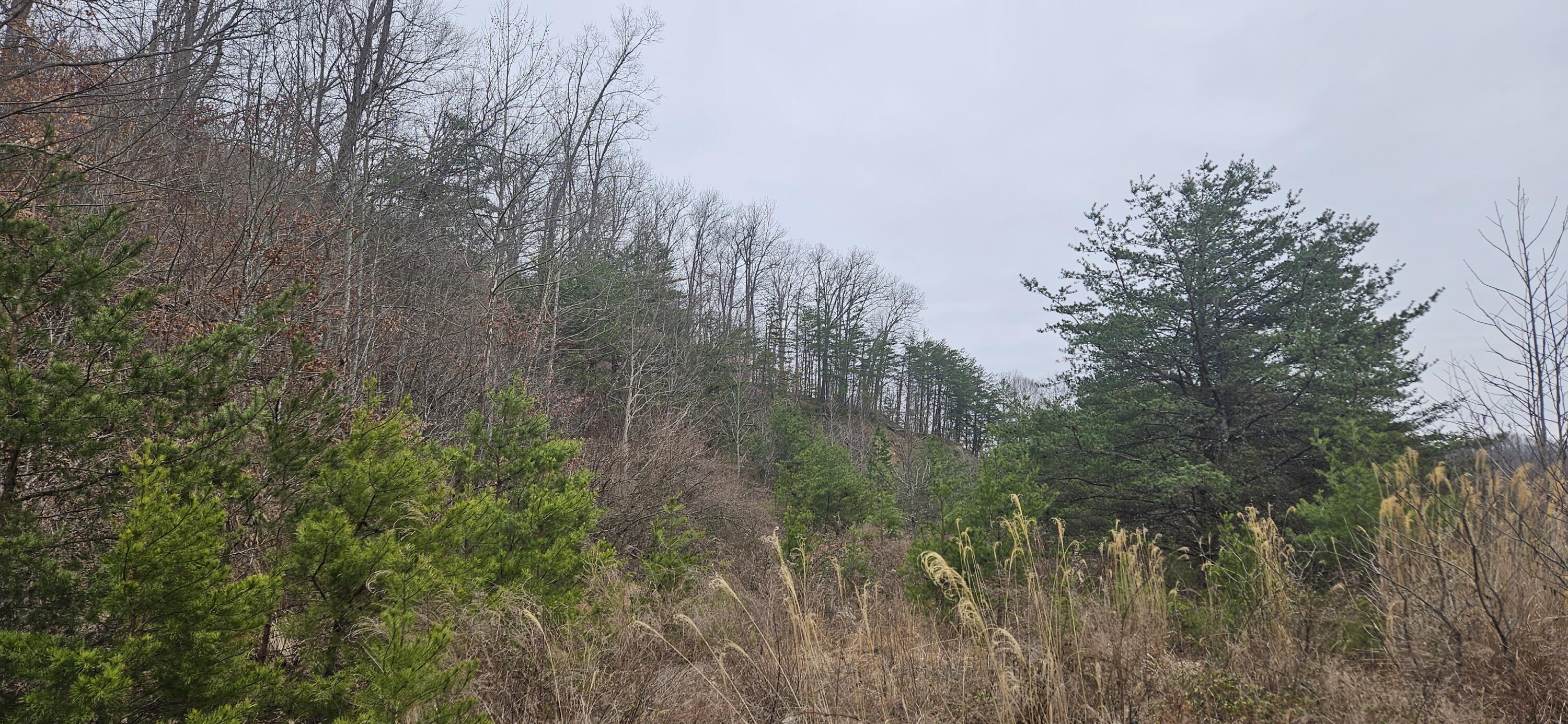 0 Trace Branch Road Barbourville, KY 40906 - Photo 4 of 9 20250205_093501