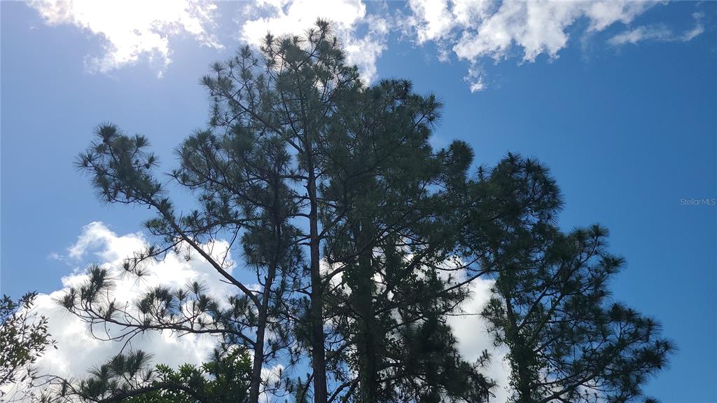 2575 North Bear Run Frostproof, FL 33843 - Photo 10 of 27 a view of a tree in middle of the forest