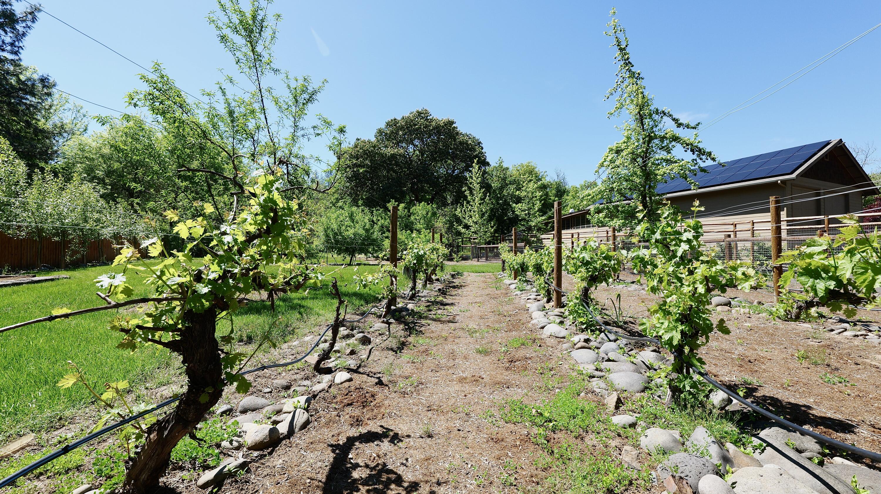 343 Rene Drive Shady Cove, OR 97539 - Photo 106 of 152 Yard
